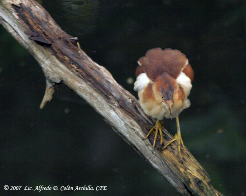 Least Bittern