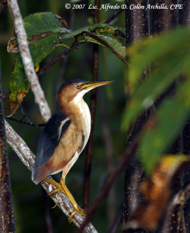 Least Bittern