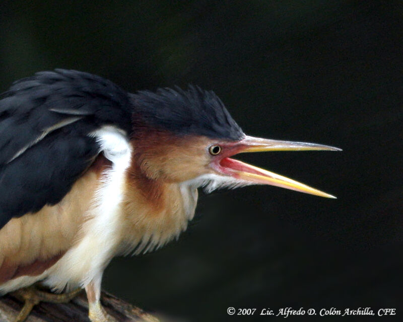 Least Bittern