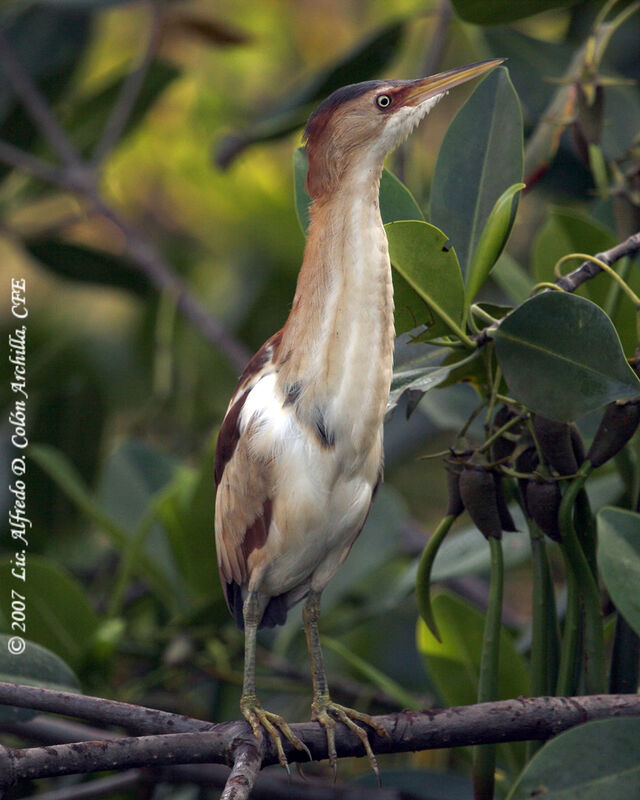 Least Bittern