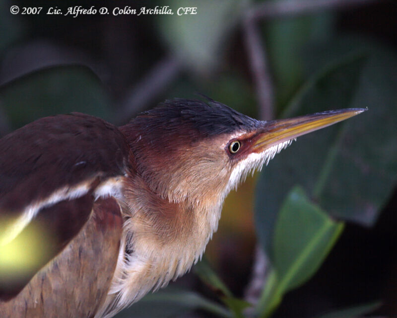 Least Bittern