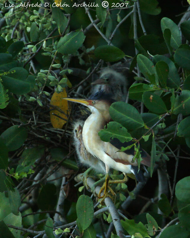 Least Bittern