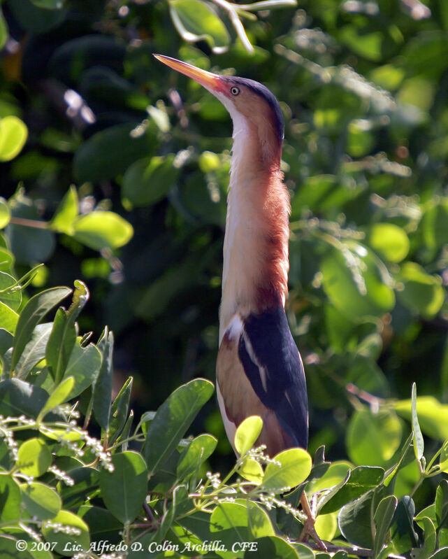 Least Bittern