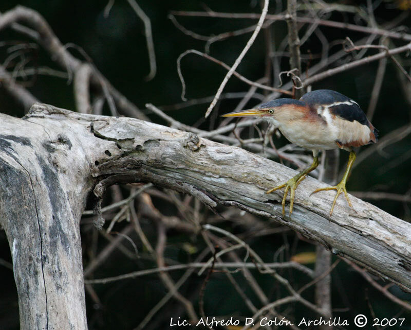 Least Bittern