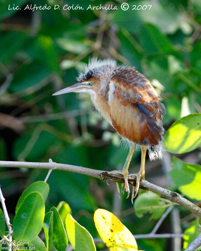 Petit Blongiosjuvénile, identification