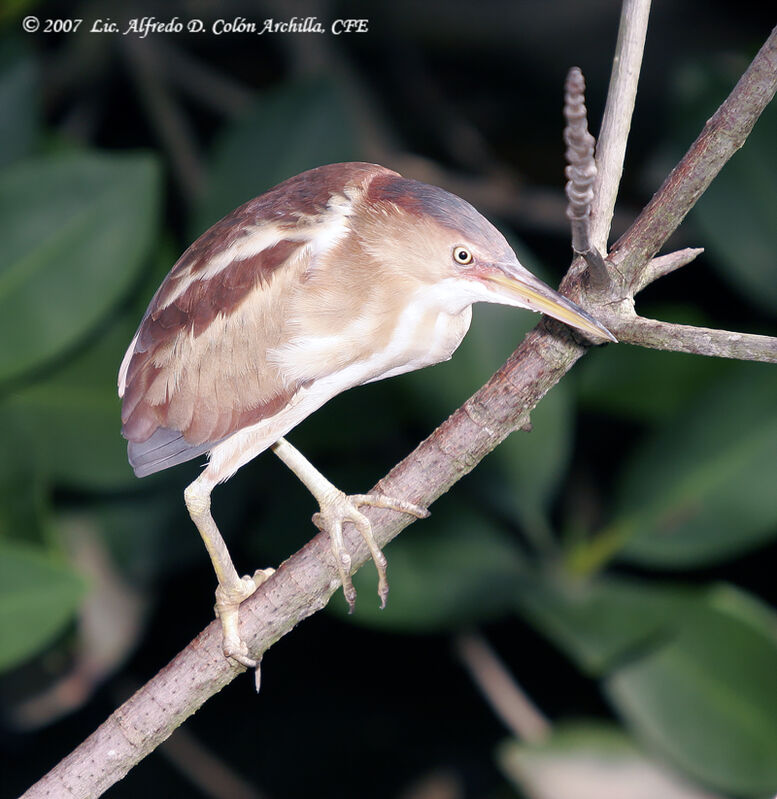 Least Bittern