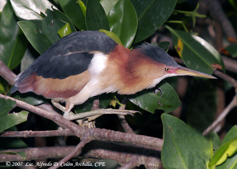 Least Bittern