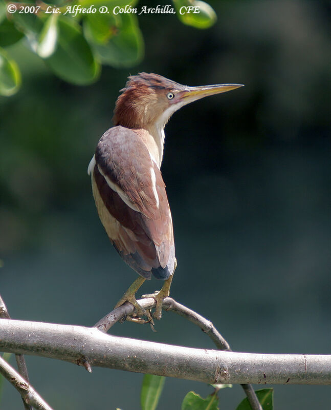 Least Bittern