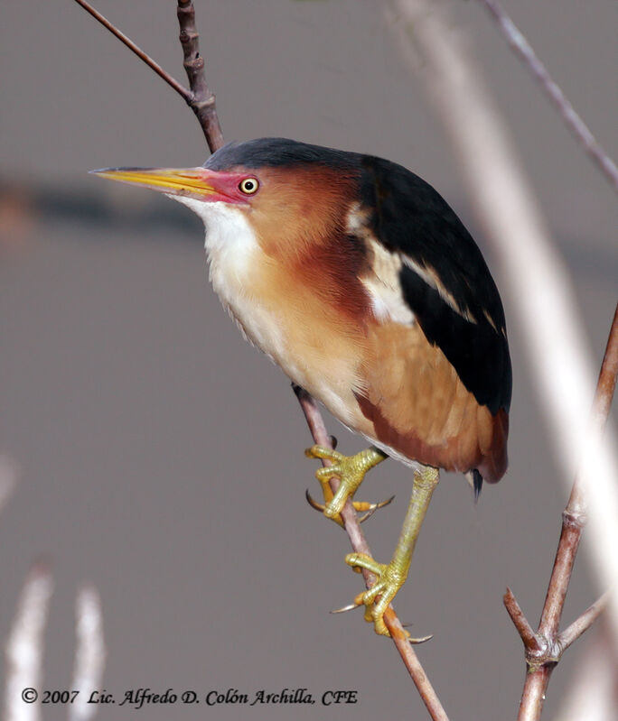 Least Bittern