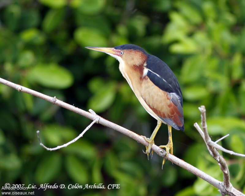 Least Bittern male adult, identification