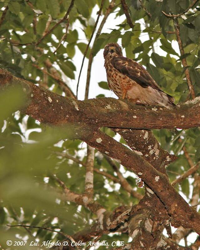 Broad-winged Hawk