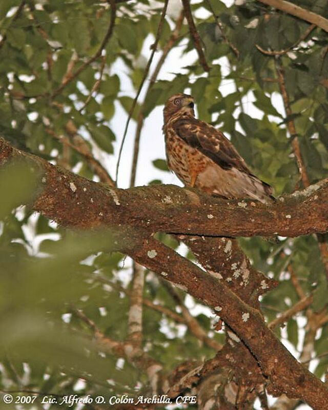 Broad-winged Hawk