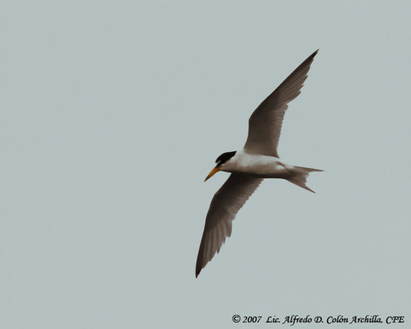 Least Tern