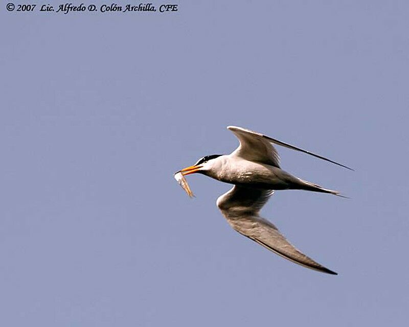 Least Tern