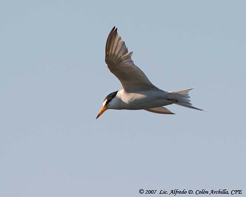 Least Tern