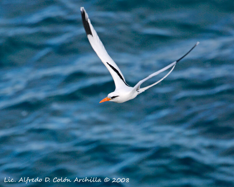 White-tailed Tropicbird