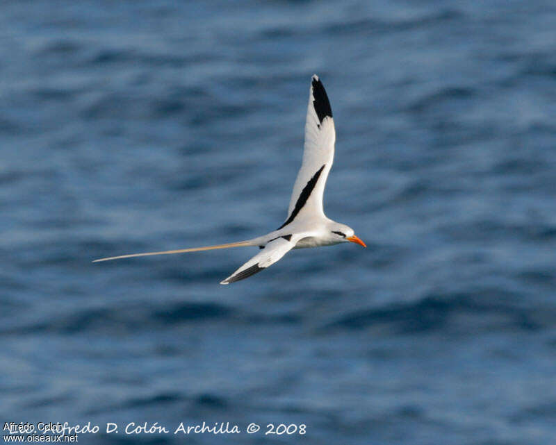 White-tailed Tropicbirdadult breeding, Flight