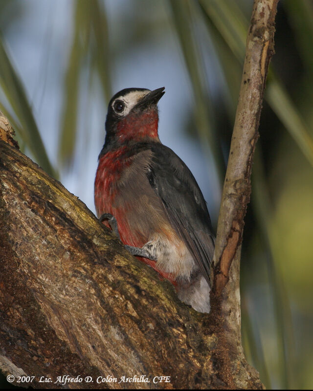 Pic de Porto Rico mâle