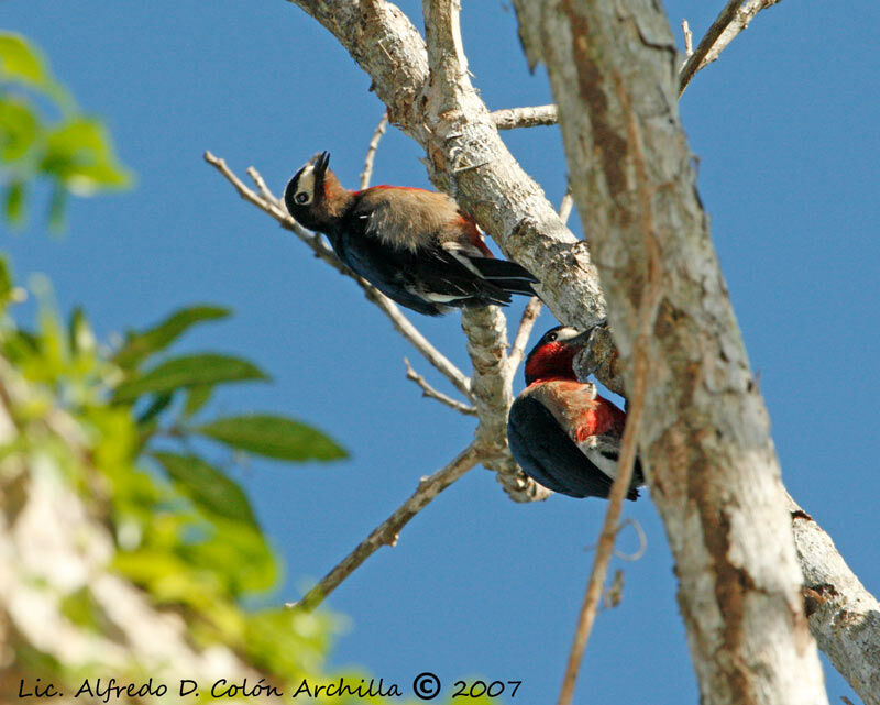 Puerto Rican Woodpecker