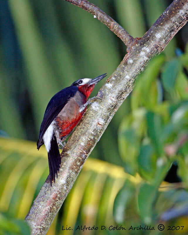 Pic de Porto Rico mâle