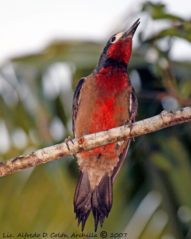 Puerto Rican Woodpecker