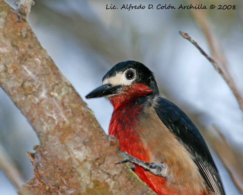 Puerto Rican Woodpecker