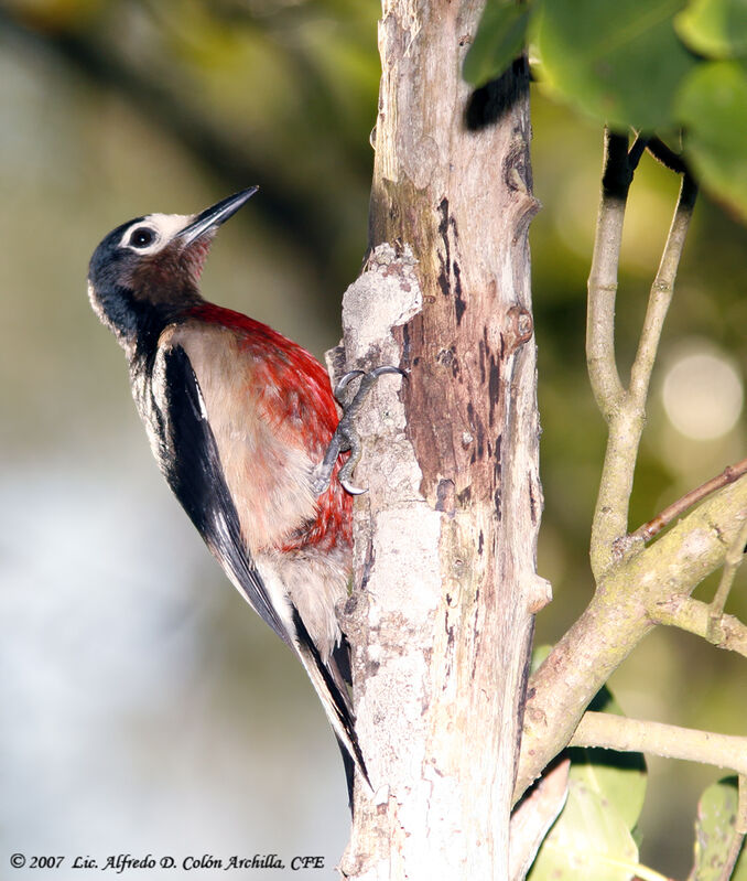 Puerto Rican Woodpecker