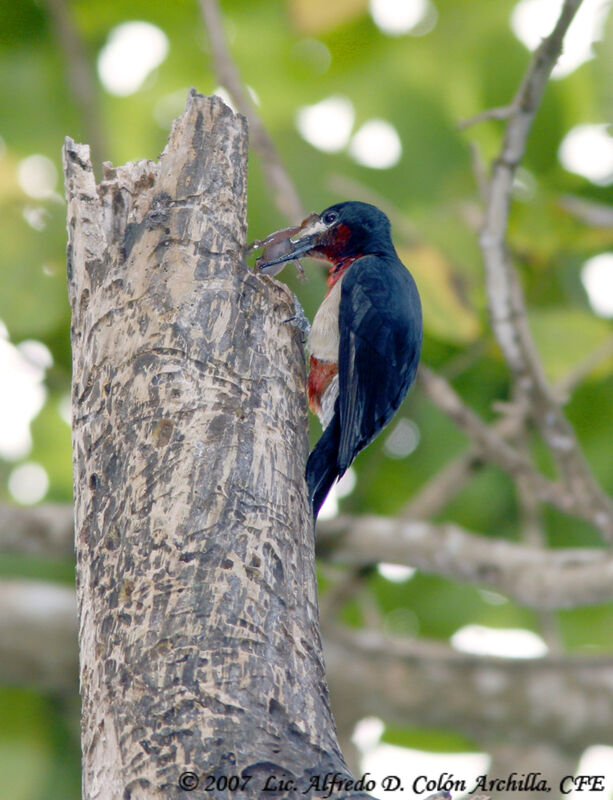 Puerto Rican Woodpecker