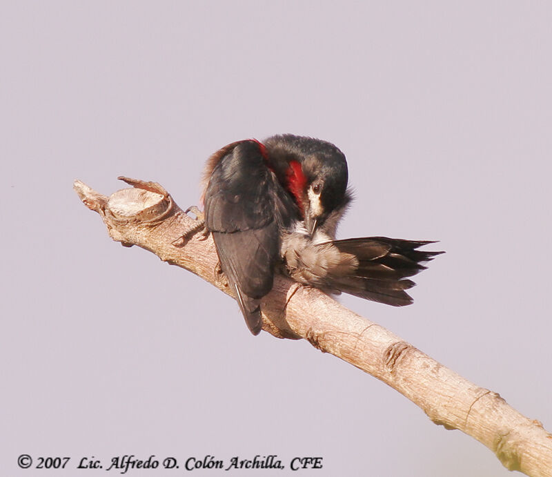 Puerto Rican Woodpecker