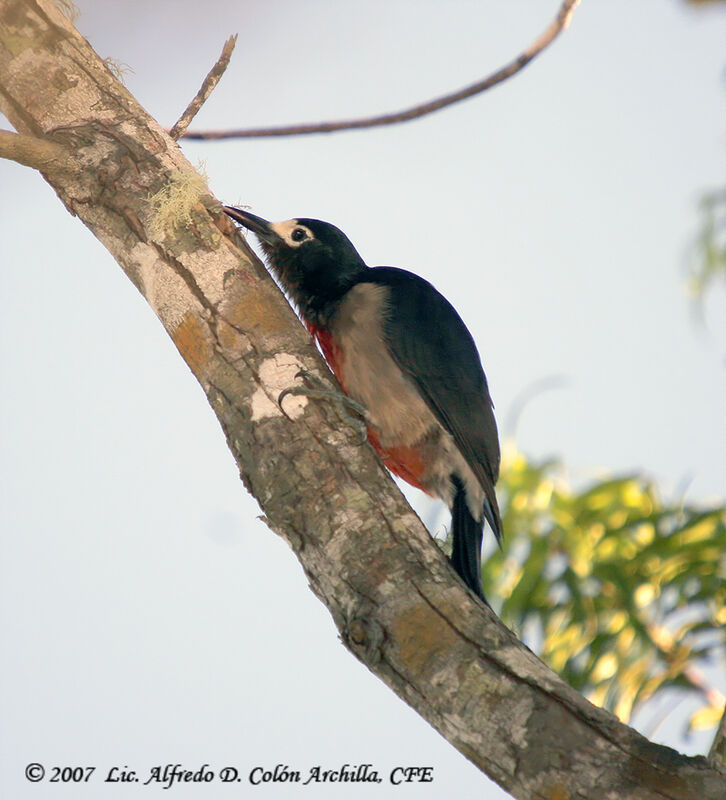 Puerto Rican Woodpecker