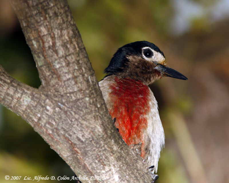 Puerto Rican Woodpecker