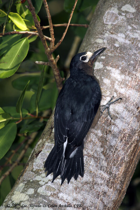 Puerto Rican Woodpecker