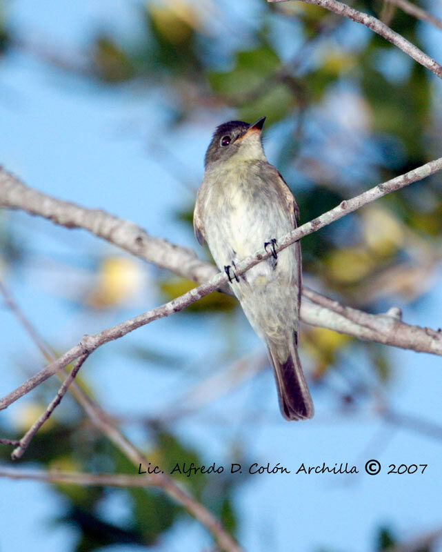 Eastern Wood Pewee