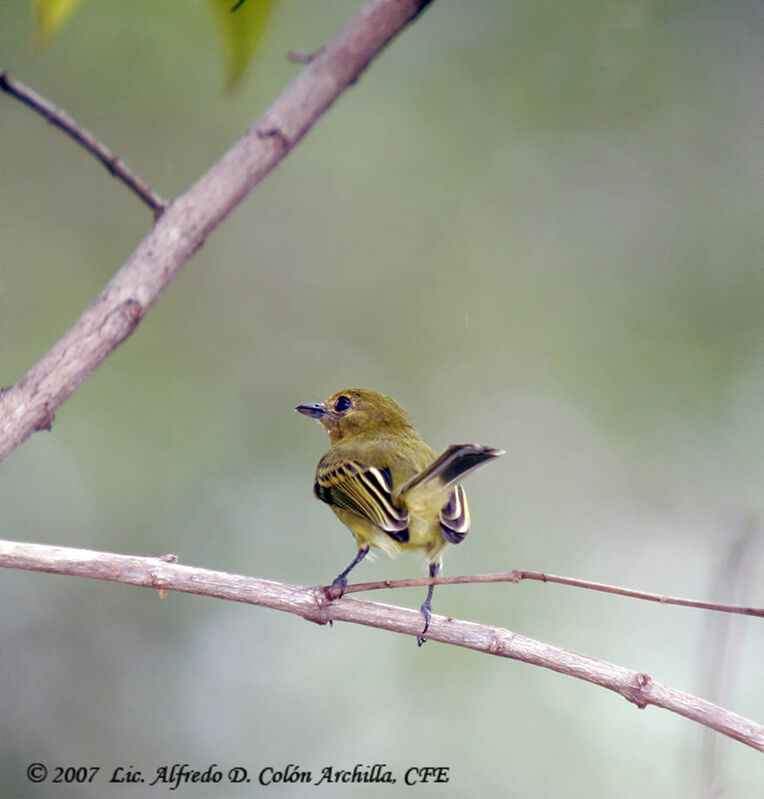 Ochre-lored Flatbill