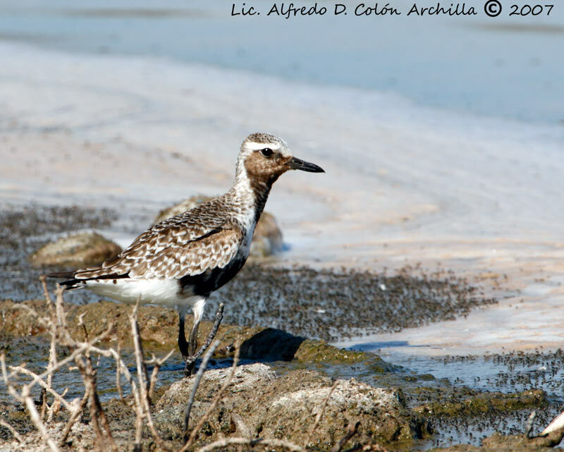 Grey Plover