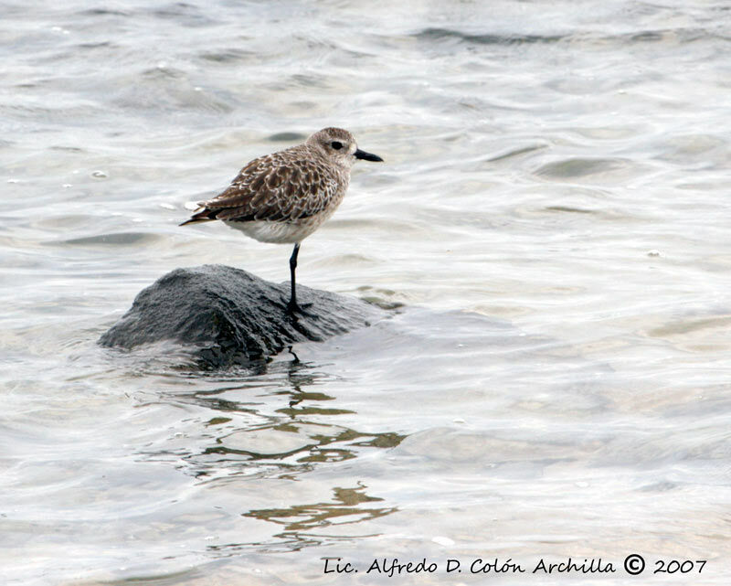 Grey Plover