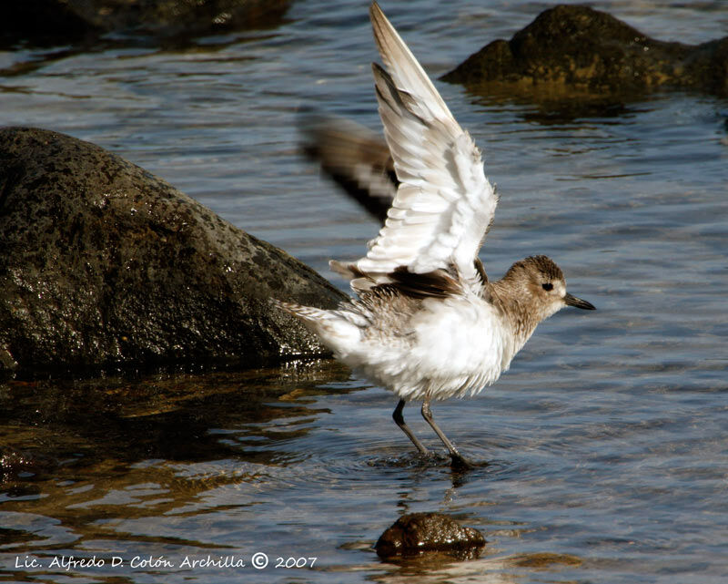 Grey Plover