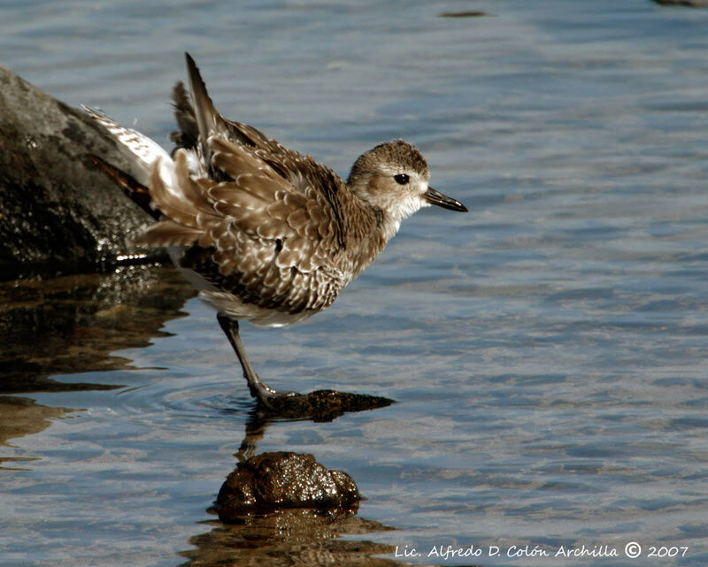 Grey Plover