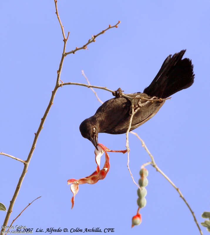 Greater Antillean Grackle, feeding habits