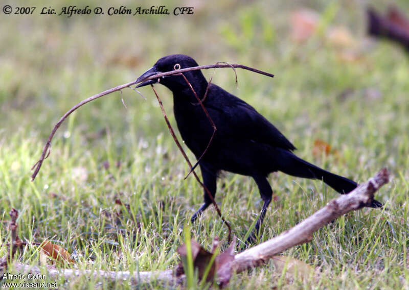 Quiscale noir femelle adulte, Nidification