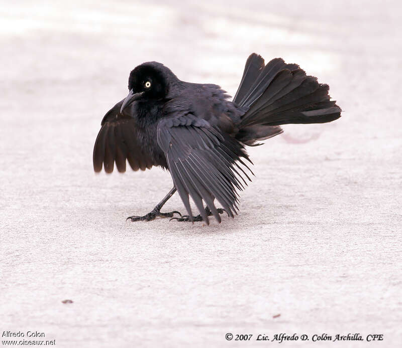 Greater Antillean Grackle female adult, Behaviour