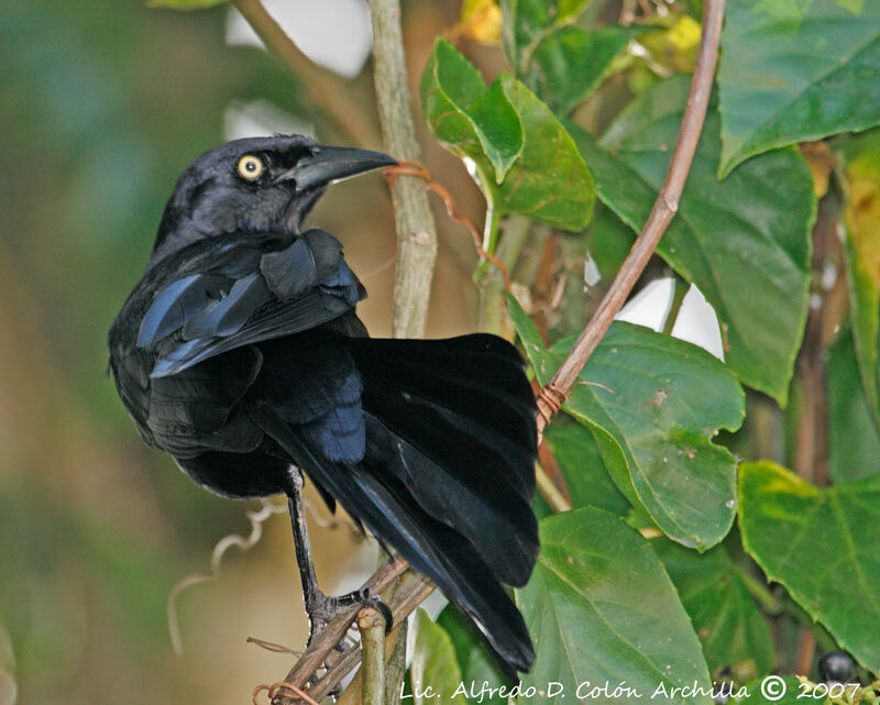 Quiscale noir