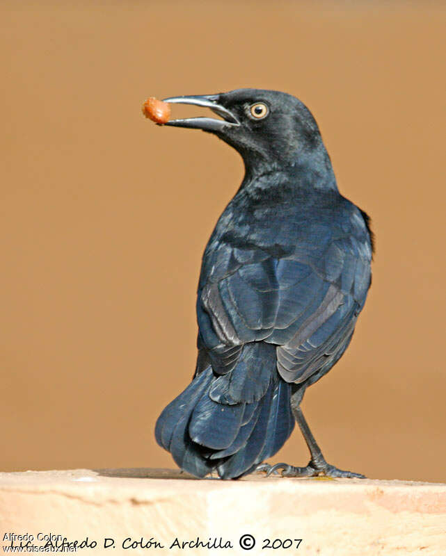 Greater Antillean Grackleimmature, moulting, pigmentation, feeding habits