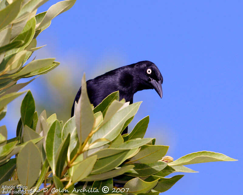 Greater Antillean Grackle male adult, close-up portrait