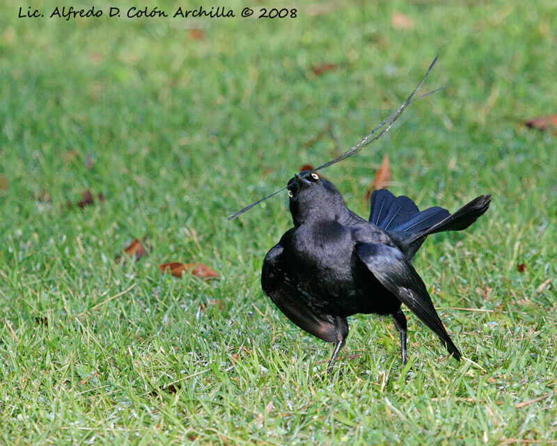 Greater Antillean Grackle