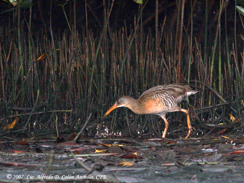 Mangrove Rail