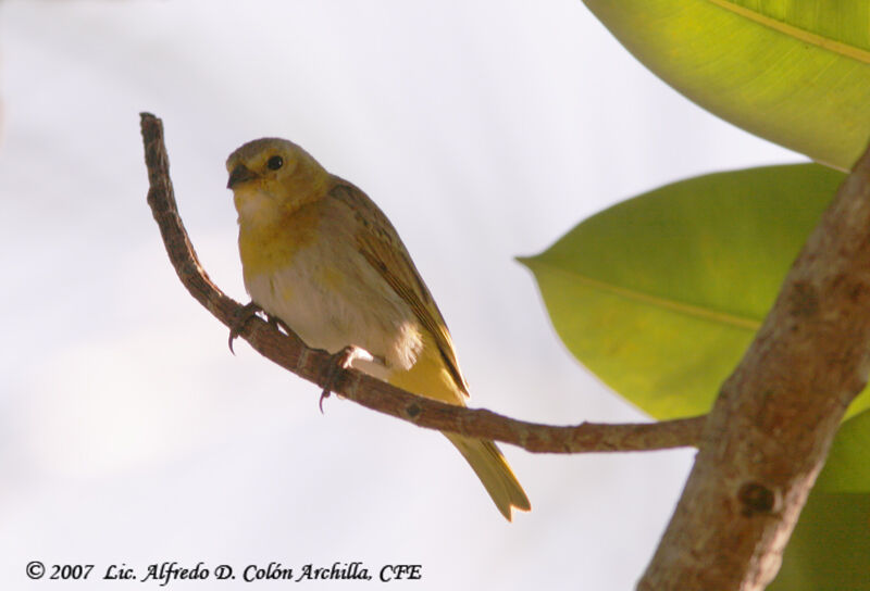 Saffron Finch