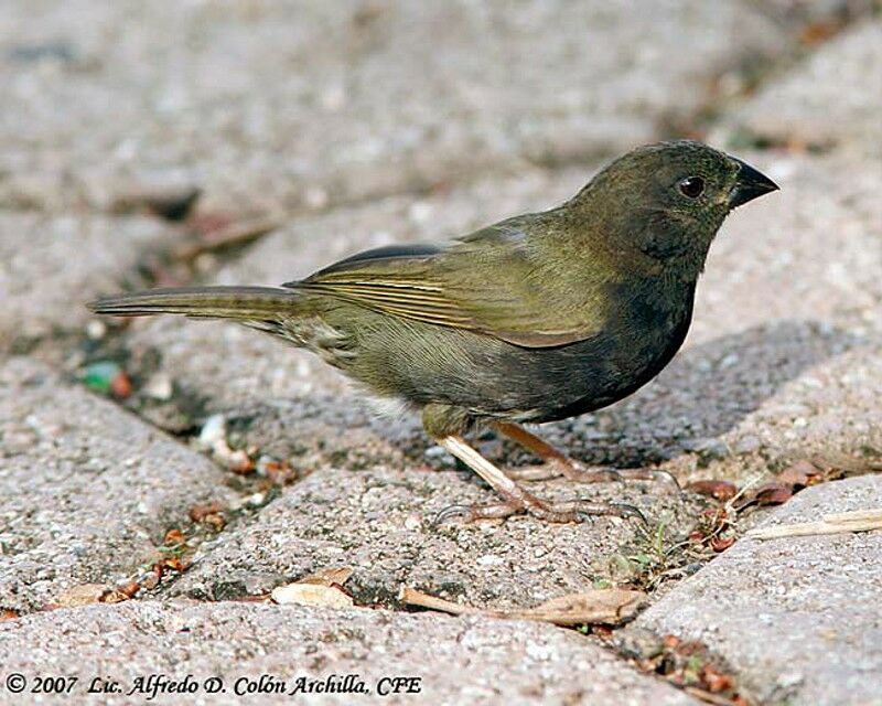 Black-faced Grassquit