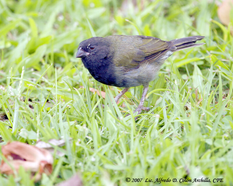 Black-faced Grassquit