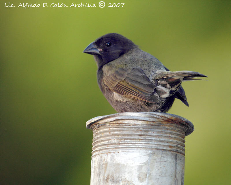 Black-faced Grassquit